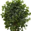 66" Artificial Ficus Tree In Pot Black - Nearly Natural 2 66" Artificial Ficus Tree In Pot Black - Nearly Natural -Nearly Natural GUEST 07d1dce7 121b 41af 82c4 bae05d1967c1