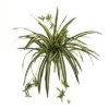 Nearly Natural 23-in Spider Plant Bush (Set Of 4) 1 Nearly Natural 23-in Spider Plant Bush (Set Of 4) -Nearly Natural GUEST 09de6736 b43c 47cd a9ff e789e357802b
