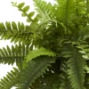 20" X 14" Artificial Boston Fern Plant In Decorative Planter Brown - Nearly Natural -Nearly Natural GUEST 178b2563 325d 40c5 8e9e 7b323bc52da1