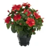 Nearly Natural 20-in Hibiscus W/Black Hexagon Vase Silk Plant 1 Nearly Natural 20-in Hibiscus W/Black Hexagon Vase Silk Plant -Nearly Natural GUEST 279e5480 d92a 43dd 9288 484292ab64fc