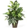 Nearly Natural Mixed Greens W/Wicker Silk Plant 26" -Nearly Natural GUEST 2c7af24b 75a1 486c 83bc 2d8d4497da6f
