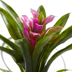 8" X 6" Artificial Tropical Bromeliad In Angled Glass Vase Purple - Nearly Natural