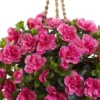 28" X 18" Artificial Azalea Hanging Basket Pink/Natural - Nearly Natural 2 28" X 18" Artificial Azalea Hanging Basket Pink/Natural - Nearly Natural -Nearly Natural GUEST 41716d6b a2d0 4f10 8271 c350a55fd410