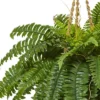Boston Fern Hanging Basket - Nearly Natural 1 Boston Fern Hanging Basket - Nearly Natural -Nearly Natural GUEST 43eb298d 6cb9 49cd a625 e7a939f0ff2a