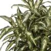 30" X 26" Artificial Aglaonema Plant In Decorative Vase - Nearly Natural 1 30" X 26" Artificial Aglaonema Plant In Decorative Vase - Nearly Natural -Nearly Natural GUEST 57222c6b 445b 4804 83e3 fa5f3efa0c30