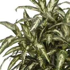 30" X 26" Artificial Aglaonema Plant In Decorative Vase - Nearly Natural