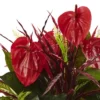 Mixed Anthurium Bush 2pk (24") - Nearly Natural -Nearly Natural GUEST 69896a12 e2f4 4a63 8067 aa6f9ab4a08b