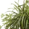 Spider Plant Hanging Basket - Nearly Natural -Nearly Natural GUEST 7c9d4e23 2dbd 4c18 bb6d 752fc0405658