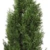 Nearly Natural 4' Cedar Tree Silk Tree (In-door/Out-door) -Nearly Natural GUEST 8228e995 0945 45f7 8a73 1b8135e11763