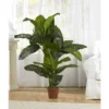 Nearly Natural 5' Dieffenbachia Silk Plant (Real Touch) -Nearly Natural GUEST f307ef15 e9a4 4b53 9f65 b43adb6227f5